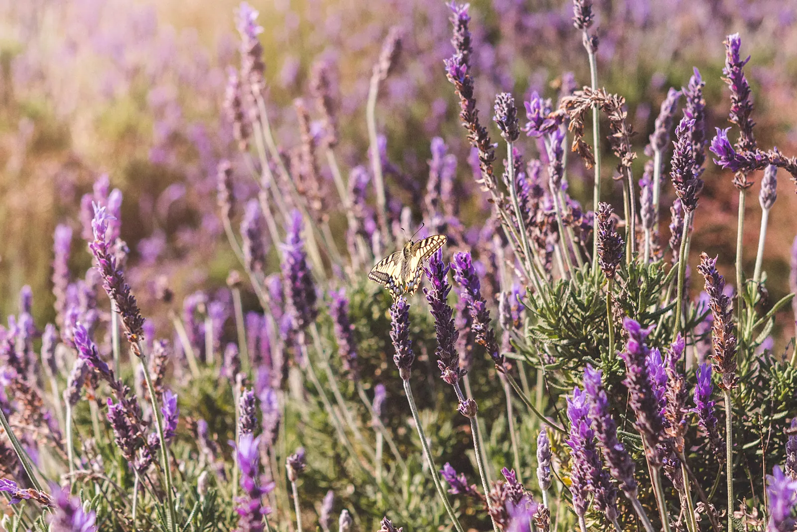 Campo de lavanda con una mariposa